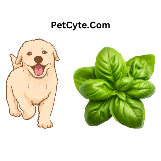 Dogs & Basil: Can Dogs Eat Fresh Basil?